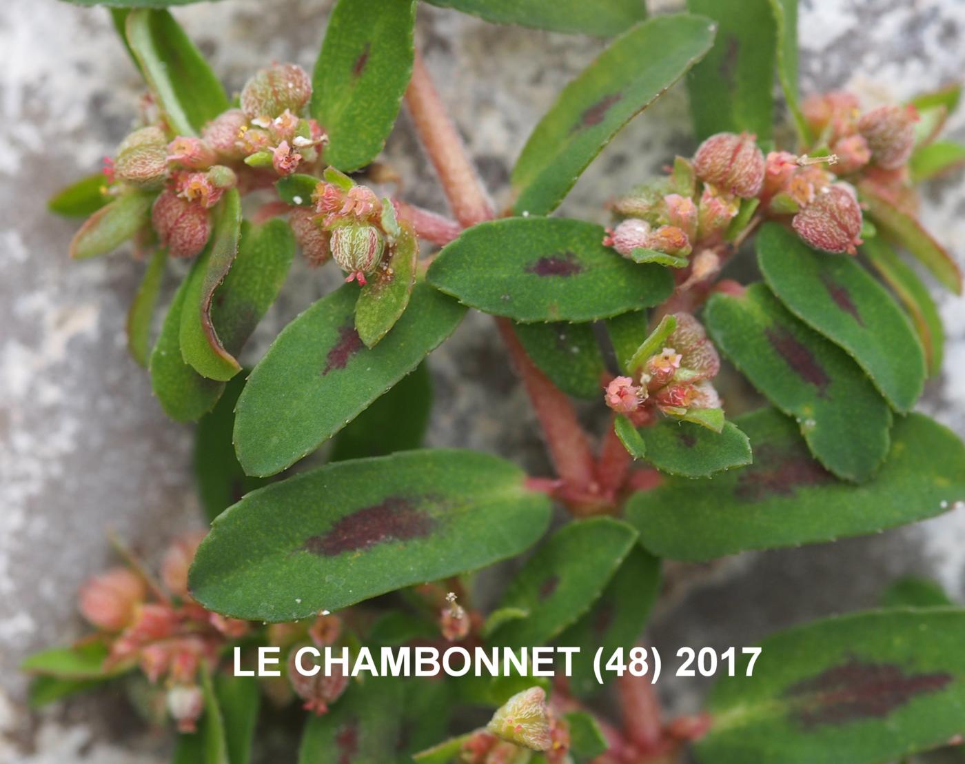Spurge, Spotted flower